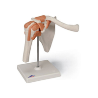 Product Πρόπλασμα άρθρωσης Ώμου (Shoulder joint model) base image