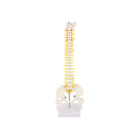 Product Πρόπλασμα Σπονδυλικής Στύλης (Spine Model) base image